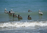 831_Pelikanen bij het strand, Puerto Lopez